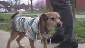 Delco support dog missing over a year found by police and returned home to grateful family