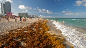 Giant blob of seaweed twice the width of US taking aim at Florida, scientists say