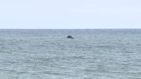 Another dead whale floats off Ocean County coast, as a dolphin washes up in Brigantine