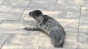 'Silly seal alert!' Seal pup rescued trying to cross highway in Ocean County