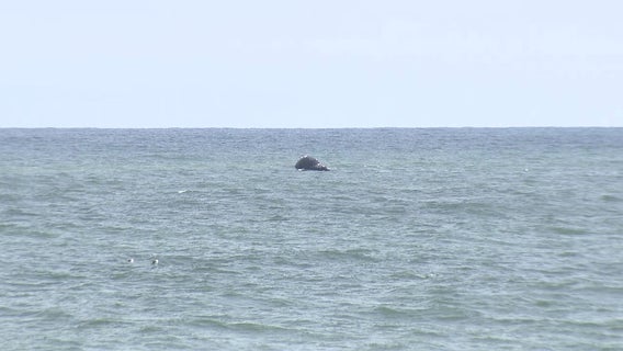 Another dead whale floats off Ocean County coast, as a dolphin washes up in Brigantine