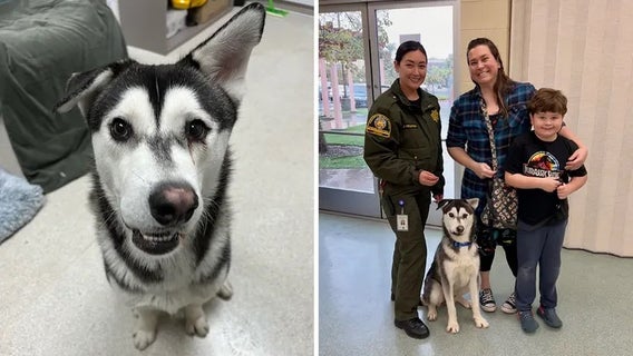 Husky dog who was called 'ugly' for crooked smile finds family who drives 2.6K miles to adopt him