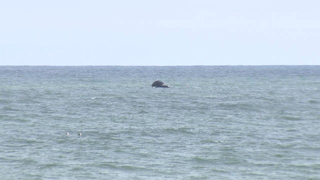 Another dead whale floats off Ocean County coast, as a dolphin washes up in Brigantine