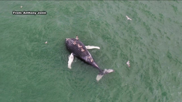 Whale safety research planned near East Coast wind farms