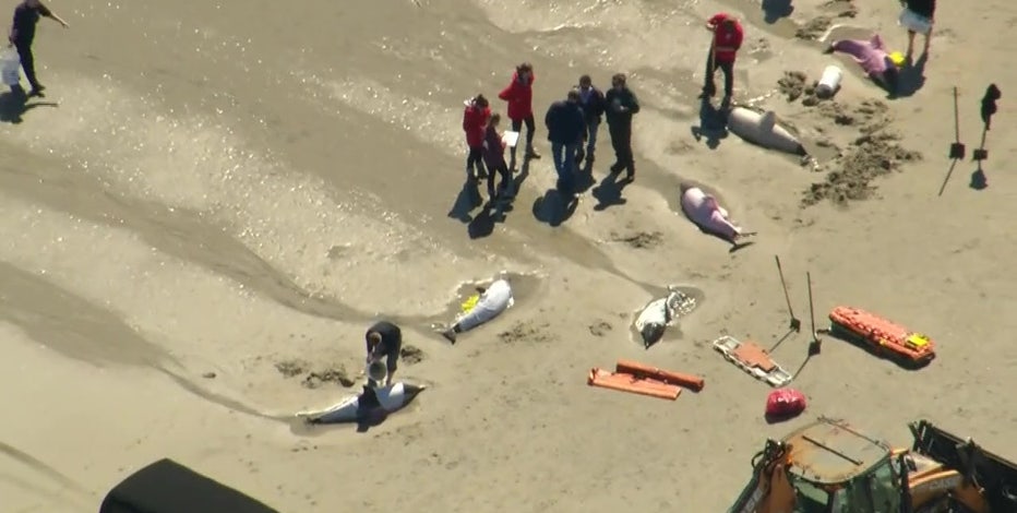 6 dolphins euthanized shortly after 2 others died in mass stranding at N.J.  beach 