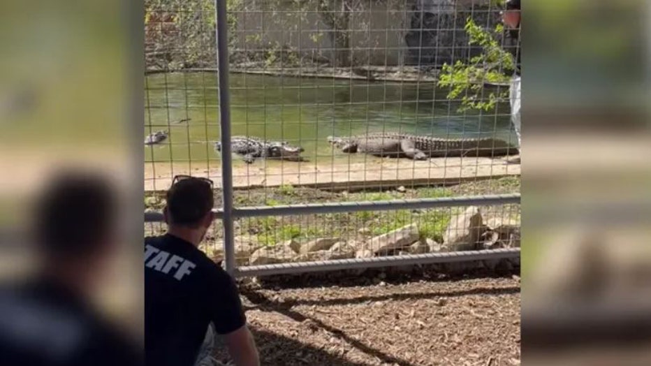 Alligator-removed-from-Texas-home-III.jpg