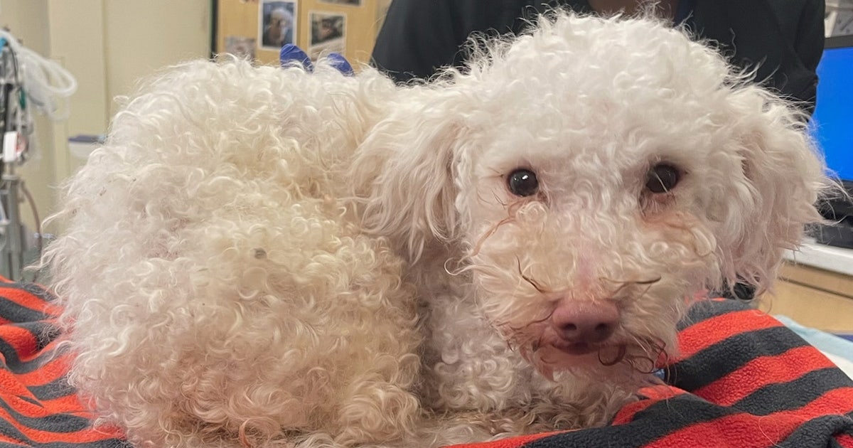 Toodles-PSPCA.jpg?ve=1&tl=1