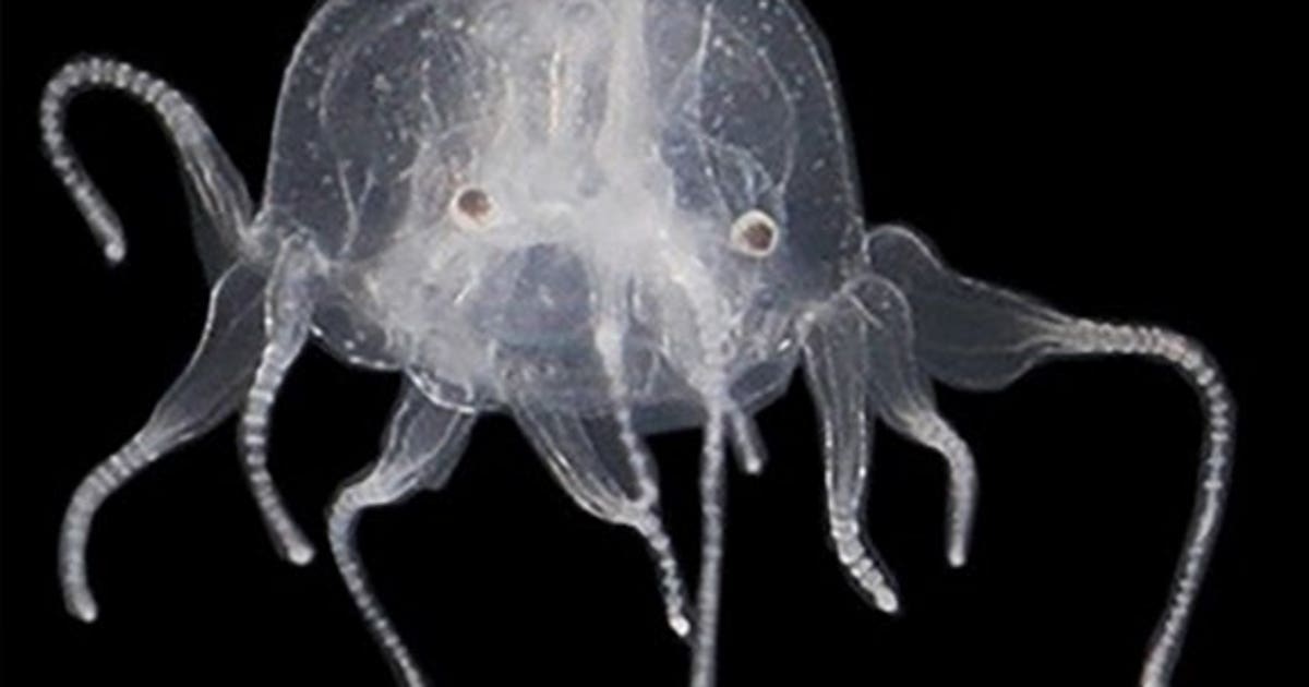 See it before it sees you: New species of jellyfish found with 24