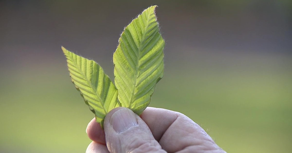 Philadelphia Invasive Trees Highly invasive disease threatening trees all across New Jersey and ...