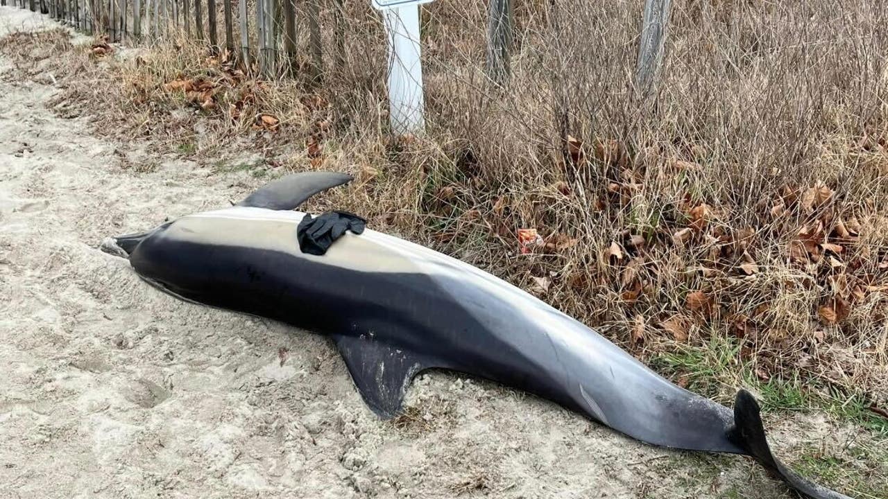 Eight dolphins die after 'mass stranding' on New Jersey beach