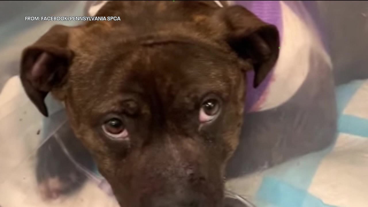 $10,000 reward being offered after 2 dogs shot just days apart in Kingsessing