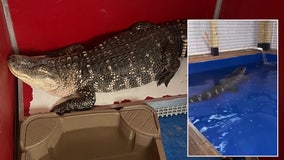 Video: 8-foot gator taken from Philly home gets 'first swim in years' before finding forever home