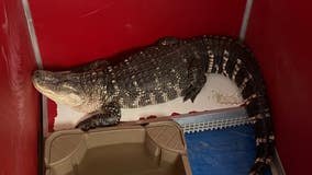 Must watch: 8-foot alligator hisses as it's removed from North Philadelphia rowhome