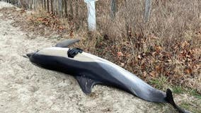 Beach goer finds dead dolphin washed ashore in Cape May