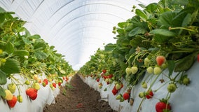 Scientists grow 5 strawberry varieties resistant to deadly fungal disease