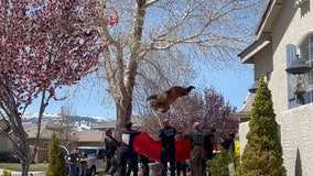 ‘Bear-y’ lucky: Nevada firefighters rescue bear stuck in tree