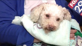 Poodle revived with Narcan to be adopted after being found unconscious in Kensington, SPCA says