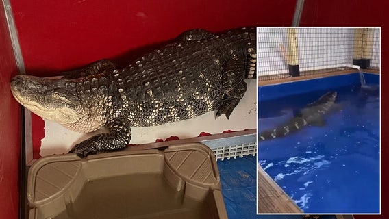 Video: 8-foot gator taken from Philly home gets 'first swim in years' before finding forever home