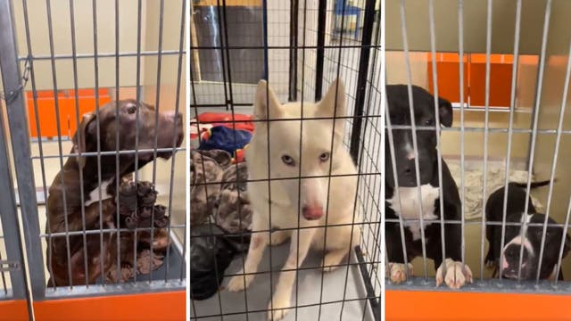 More than 70 large dogs at risk of being put down if not adopted, fostered by next week: ACCT Philly