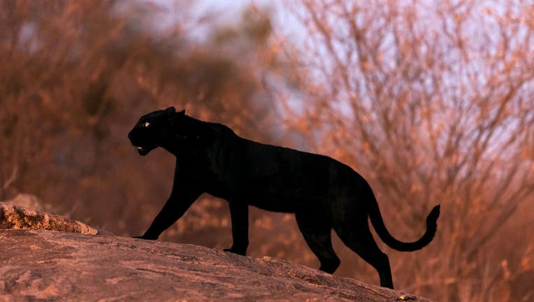 Black panther in South Jersey? Rumored big cat was just dog
