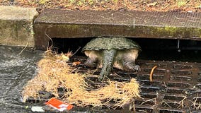 Make it snappy: Officers rescue snapping turtle from South Jersey storm drain