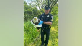 Fly Eagles, Fly: Injured bald eagle rescued by officers, residents in Bucks County