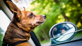 Man pulled over for speeding tried switching places with dog to avoid arrest, police say