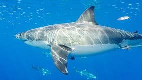 Great white shark pings near Ocean City during busy Memorial Day weekend