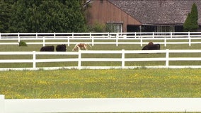 Fate of Cherry Hill farm uncertain as board nears vote on proposed senior-living complex