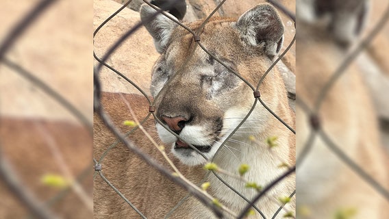 Blind Como Zoo cougar adjusting to life without eyes