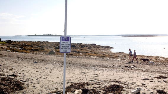 Recent shark attacks are worrying beach-goers, yet experts say they're very rare