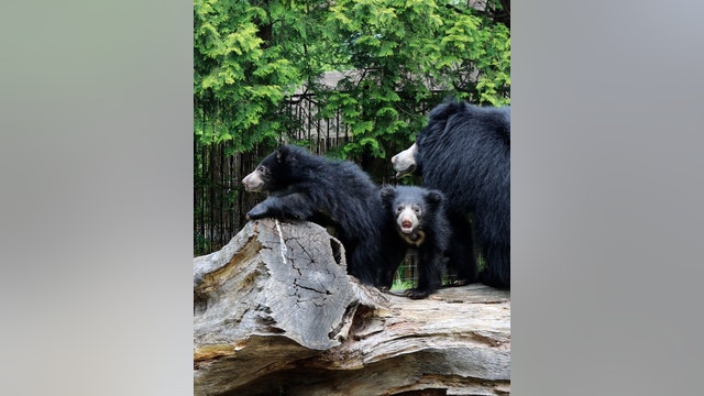 UnBEARably cute! Philadelphia Zoo reveals iconic names for news cubs