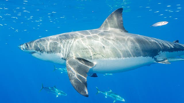 Great white shark pings near Ocean City during busy Memorial Day weekend