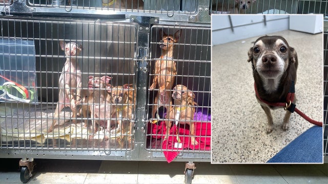 More than 70 Chihuahuas rescued from Kensington home by PSPCA up for adoption