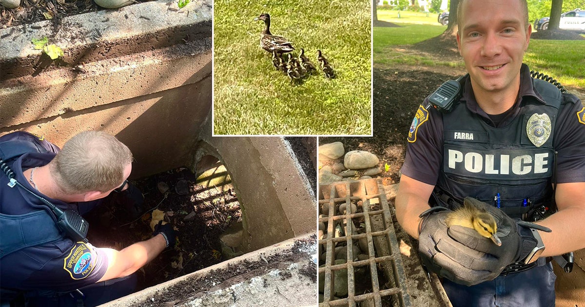 Lucky ducks! Officers rescue 6 ducklings stuck in storm drain in Bucks ...