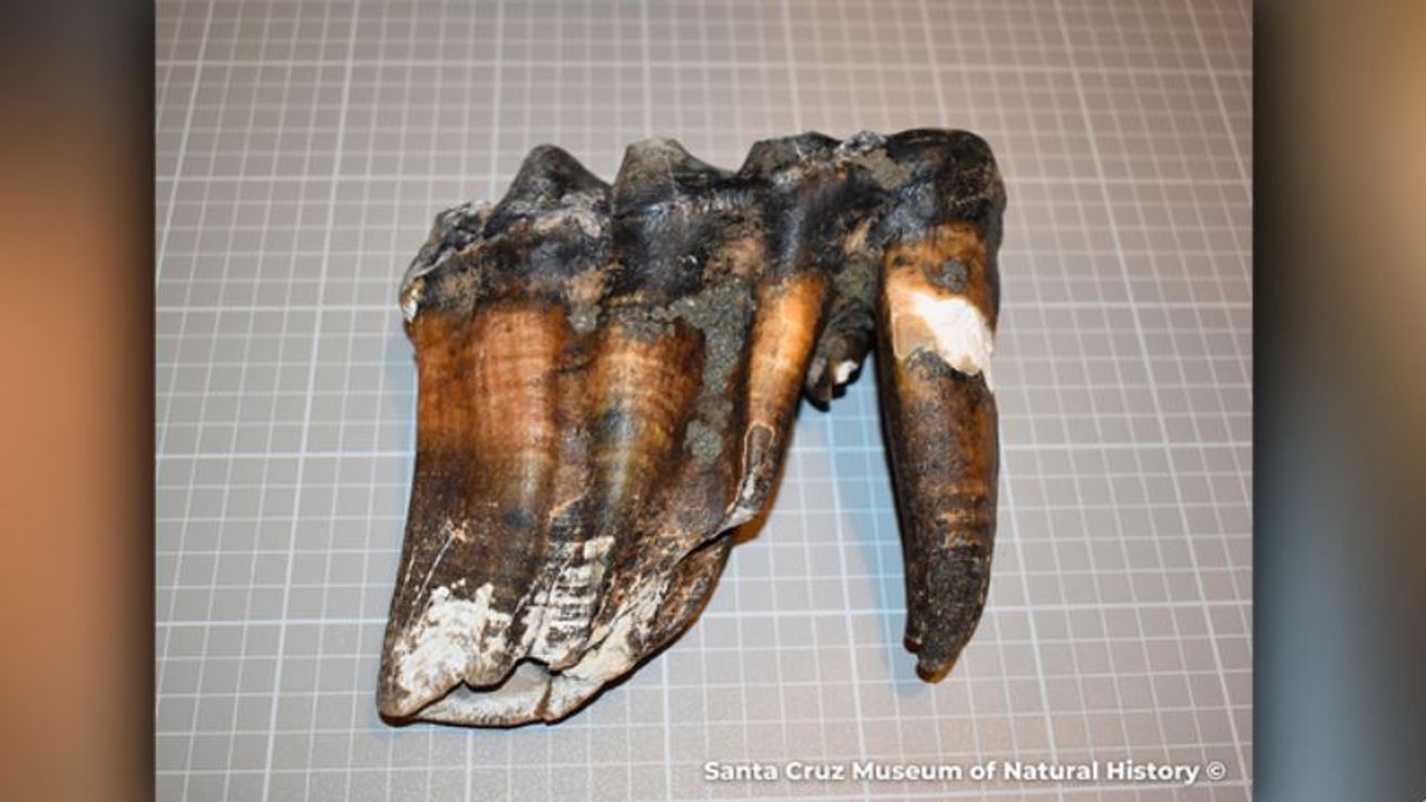 Jogger s prehistoric find along California beach wows museum