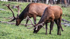 'Leave it alone': Yellowstone issues warning after tourists place baby elk in car, drive to police station