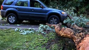 Falling tree nearly crushes mom, daughter on way to airport as severe storms hit Delaware County