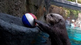 Watch this adorable rescued sea otter show off her basketball skills: 'Clam dunk!'