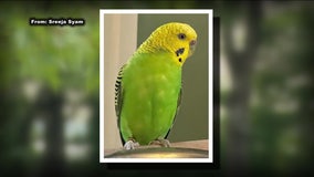 Local family hoping for safe return of parakeet who's been missing for over a month
