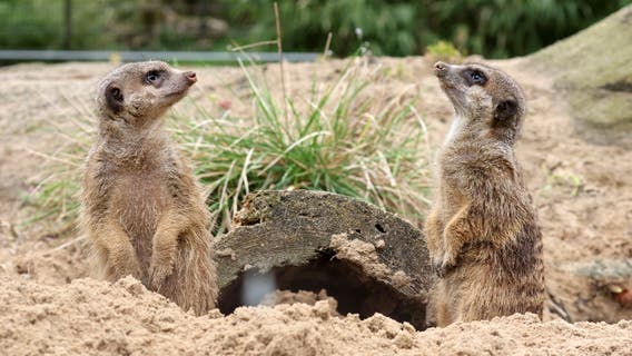 Death of 5 meerkats at Philadelphia Zoo under investigation
