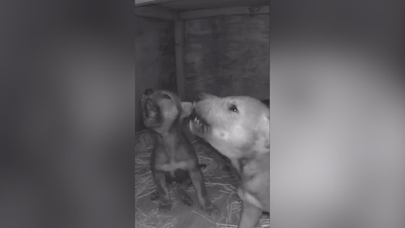 Watch: Adorable red wolf pups learn to howl from parents