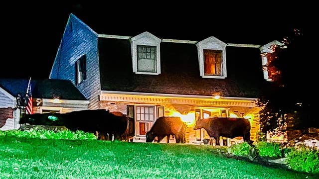 Bovine Bandits! 'Mischievous' herd of cows break free in Chester County neighborhood