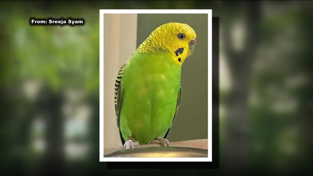Local family hoping for safe return of parakeet who's been missing for over a month