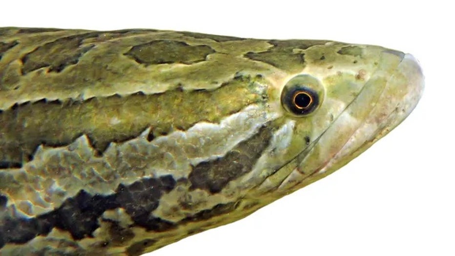 Snakehead-pmk00001-CCbyNC.jpg