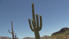 Arizona saguaros are collapsing in this extreme heat, and experts are worried
