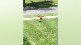 Sick coyote sightings spark police warning in Delaware County township