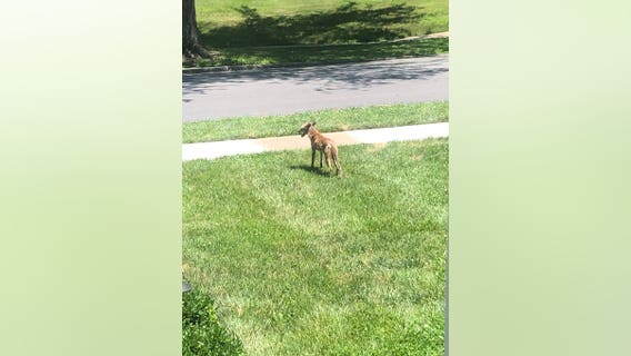 Sick coyote sightings spark police warning in Delaware County township