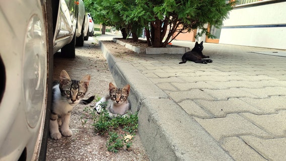 Dozens of cats in Poland got bird flu amid global outbreak