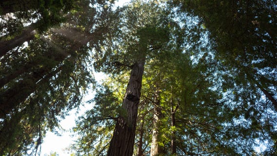 House Republicans propose planting a trillion trees as way to address climate change